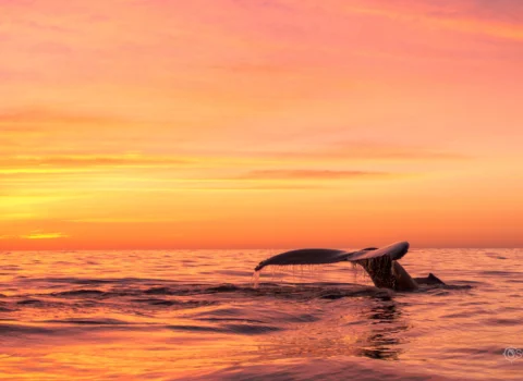 https://www.sunsetmonalisa.com/wp-content/uploads/2024/03/Whales_Los-Cabos_Sunset-Monalisa_0-480x350.webp
