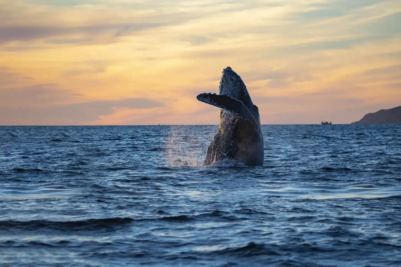 Whales_Los-Cabos_Sunset-Monalisa_2