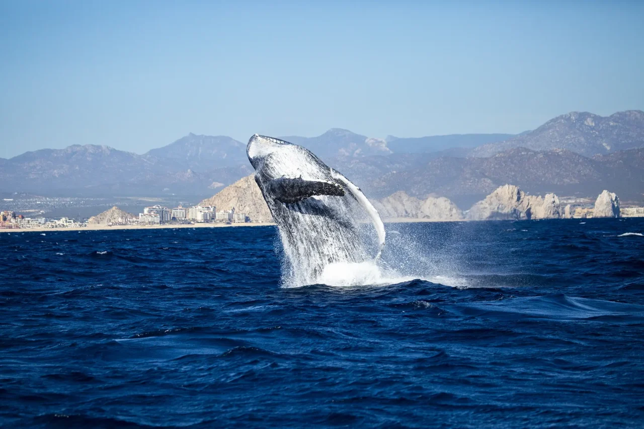 Whales_Los-Cabos_Sunset-Monalisa_3