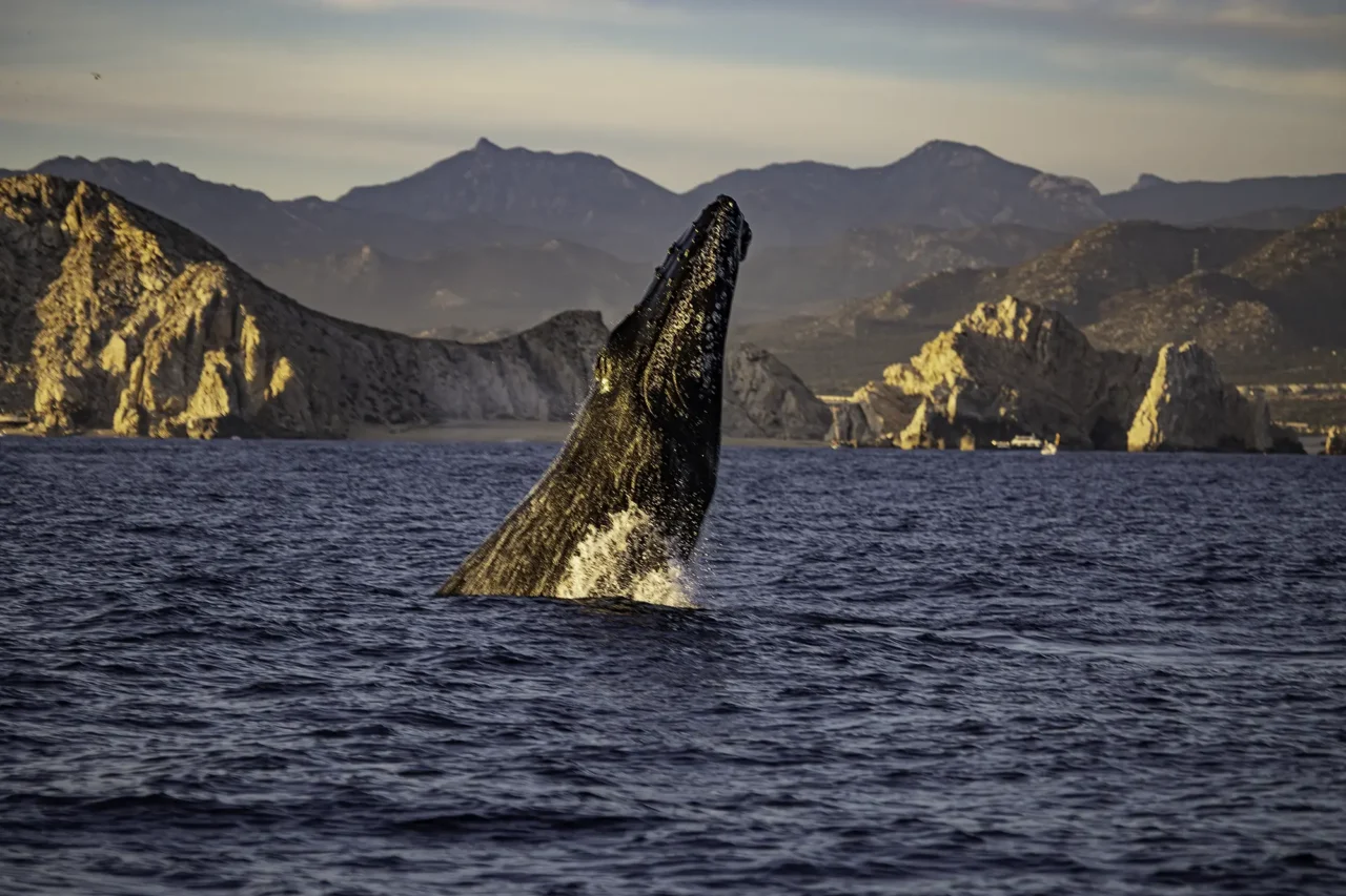 Whales_Los-Cabos_Sunset-Monalisa_4